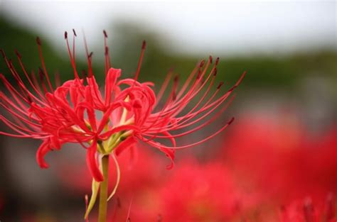 彼岸花開花|彼岸花の咲く時期は？開花や見ごろの時期と人気の名。